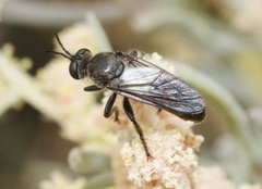 Dicolonus sparsipilosus