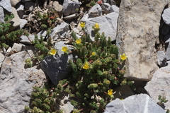 Ivesia cryptocaulis