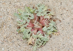 Glyptopleura marginata