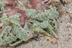 Glyptopleura marginata