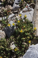 Ivesia cryptocaulis