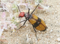 Tegrodera latecincta