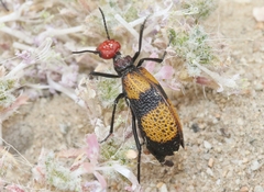 Tegrodera latecincta