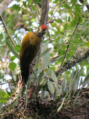 Piculus aurulentus