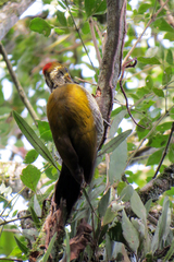 Piculus aurulentus