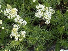 Galium anisophyllon
