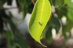 Lasioglossum viride