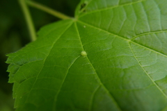 Eriophyes exilis