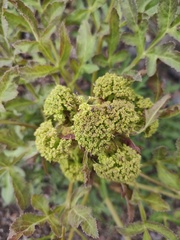 Prionosciadium