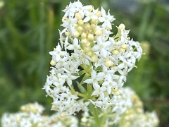 Galium anisophyllon