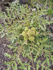 Prionosciadium