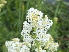 Galium anisophyllon