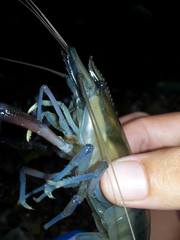 Macrobrachium carcinus