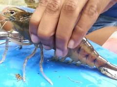 Macrobrachium carcinus