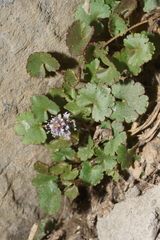 Veronica ranunculina