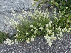 Galium anisophyllon