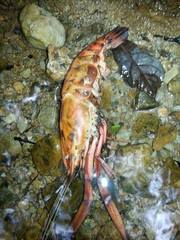 Macrobrachium carcinus