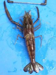 Macrobrachium carcinus