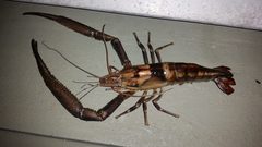 Macrobrachium carcinus