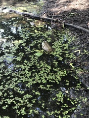 Lithobates catesbeianus
