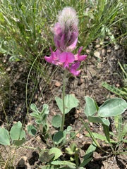 Hedysarum argyrophyllum