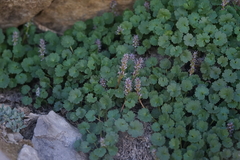 Veronica ranunculina