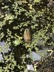 Lithobates catesbeianus