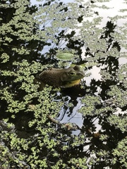 Lithobates catesbeianus