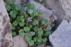 Veronica ranunculina