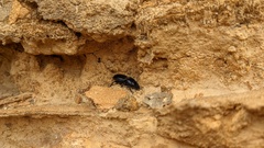 Pasimachus marginatus