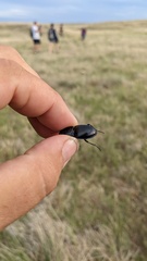 Pasimachus marginatus