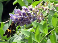Wisteria frutescens