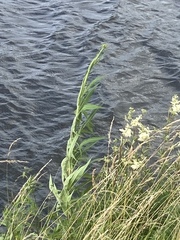 Sonchus palustris