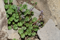 Veronica ranunculina