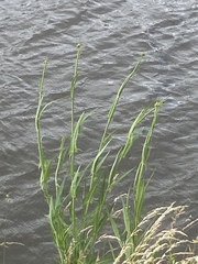 Sonchus palustris