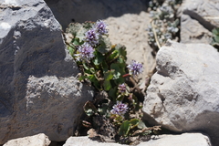 Veronica ranunculina