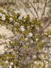Larrea tridentata