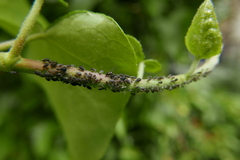 Aphis hederae