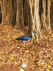 Threskiornis spinicollis