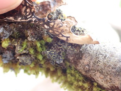 Pseudocyphellaria hawaiiensis