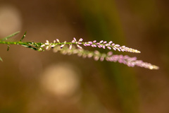 Polygala appendiculata