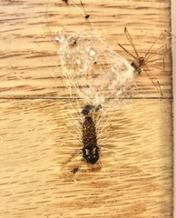 Litoprosopus futilis