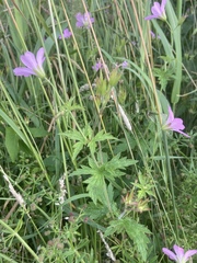 Geranium palustre