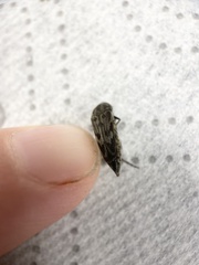 Yakuhananomia bidentata