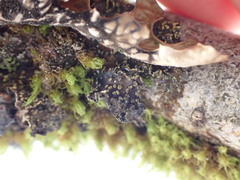 Pseudocyphellaria hawaiiensis