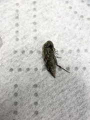 Yakuhananomia bidentata