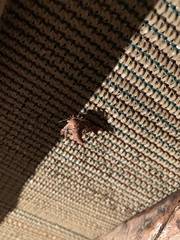 Parachma ochracealis