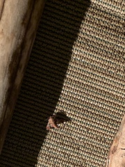 Parachma ochracealis