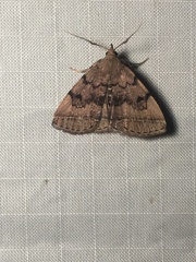 Zanclognatha dentata