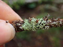 Hypogymnia lophyrea